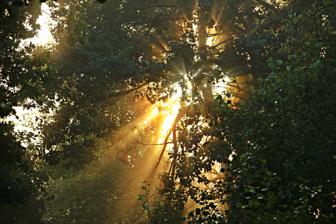 Image - away fog trees forest mood autumn