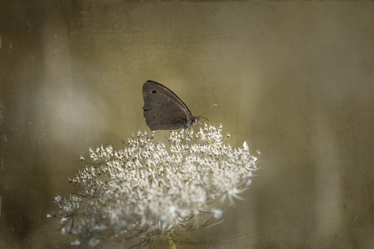 Image - butterfly meadow brown blossom