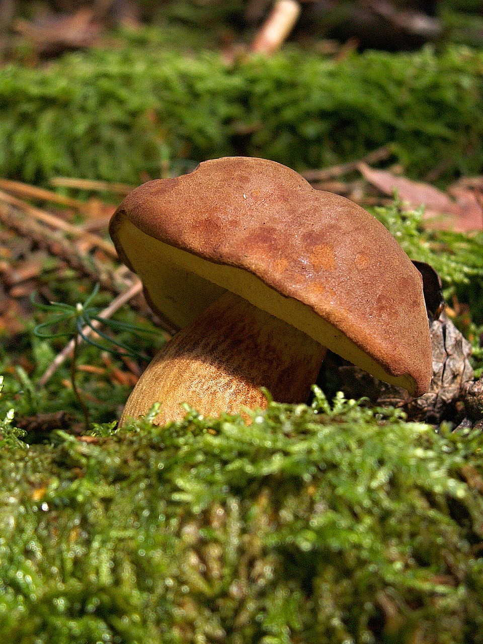 Image - fungus boletus bun edible