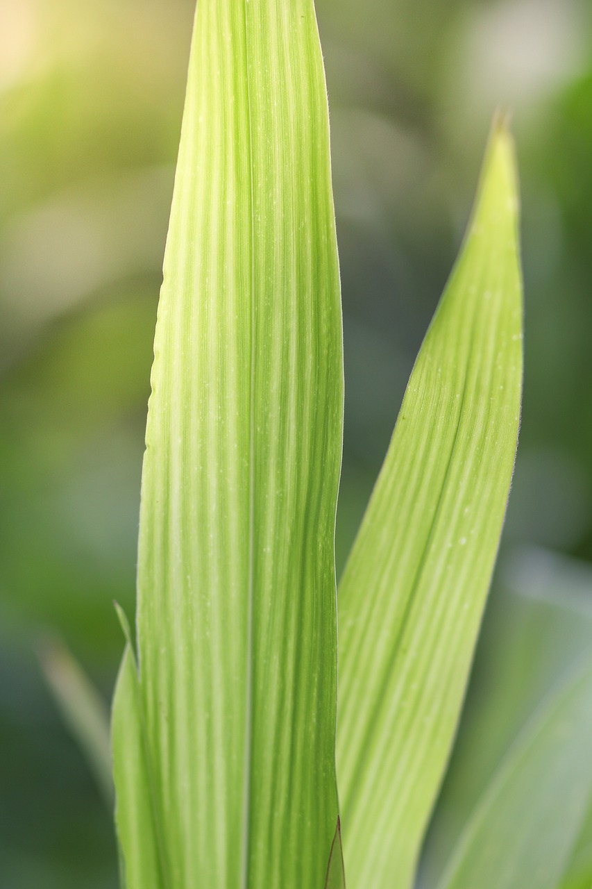 Image - agriculture autumn bio climate