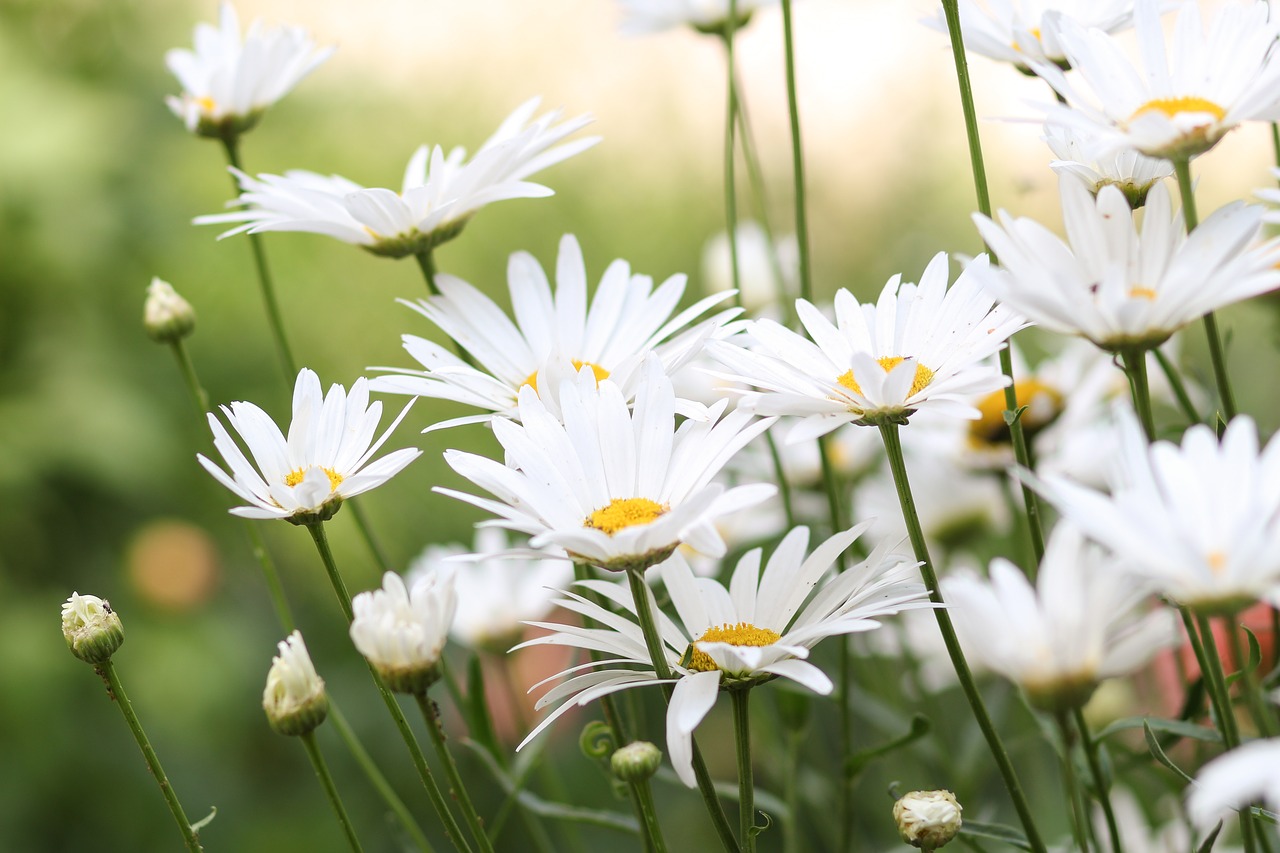 Image - flowers chamomile flower bloom