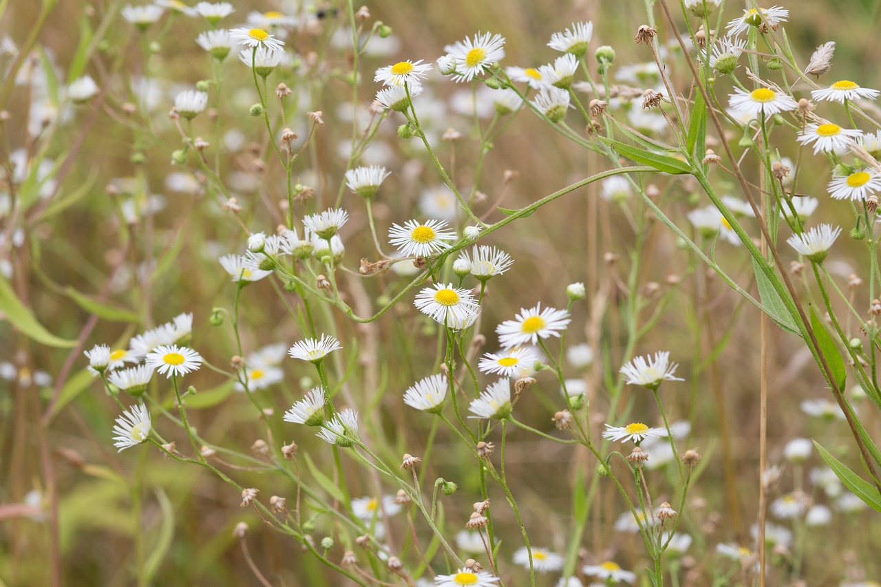 Image - flowers chamomile flower bloom