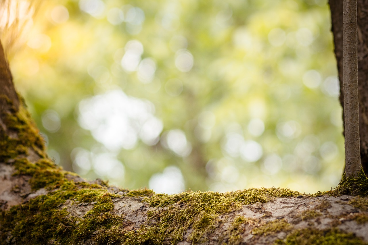 Image - background background view of nature