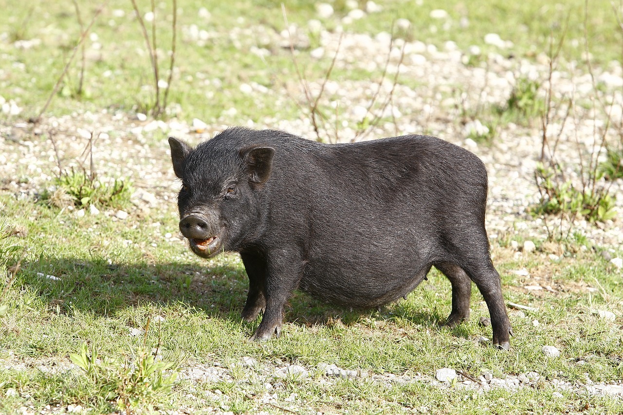 Image - potbellied pigs pig black pigs