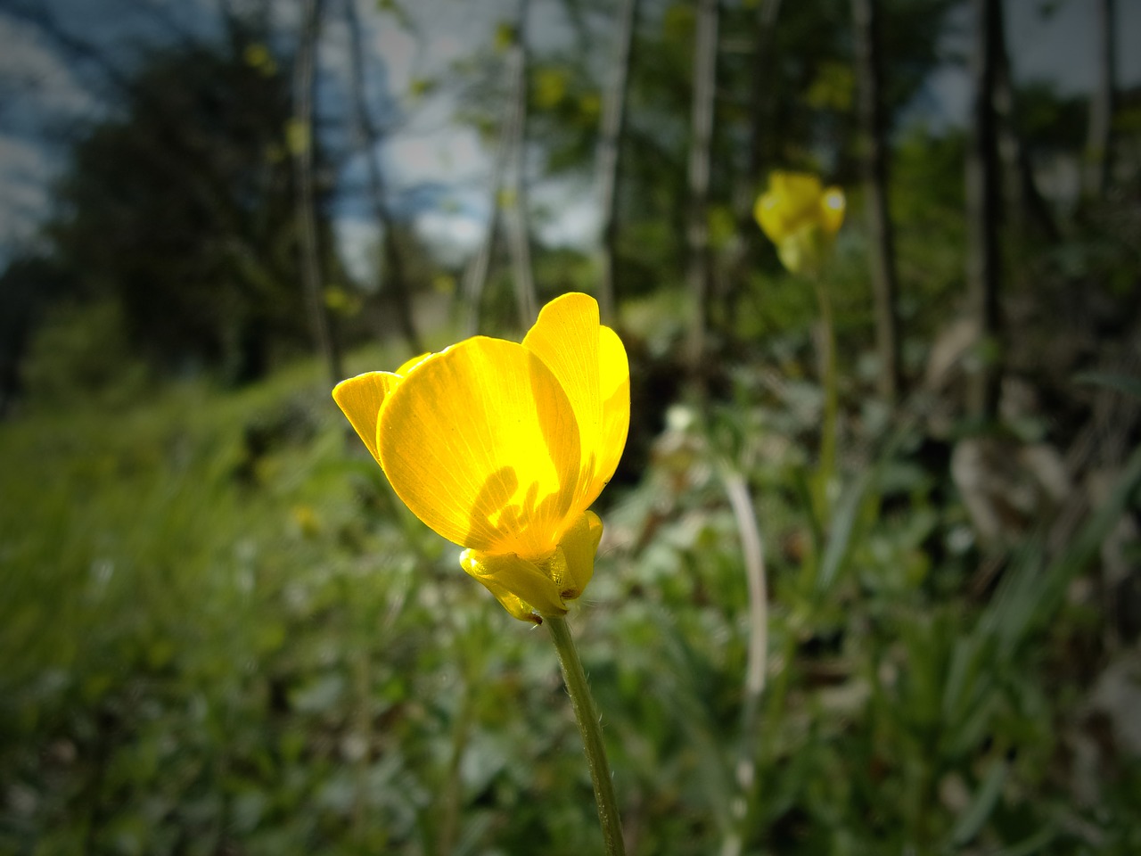 Image - flower buttercup fleurs des champs