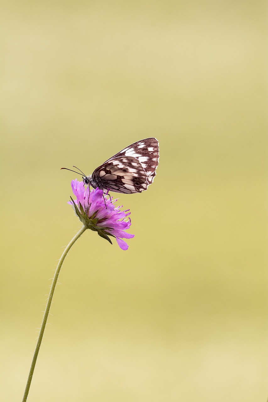 Image - butterfly chess board women s board