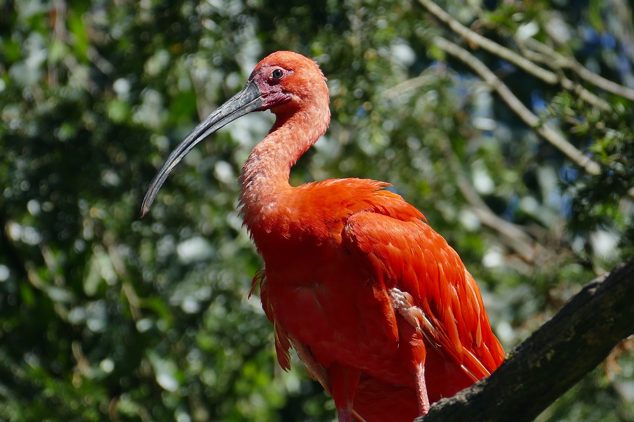 Image - bill exot animal red zoo feather