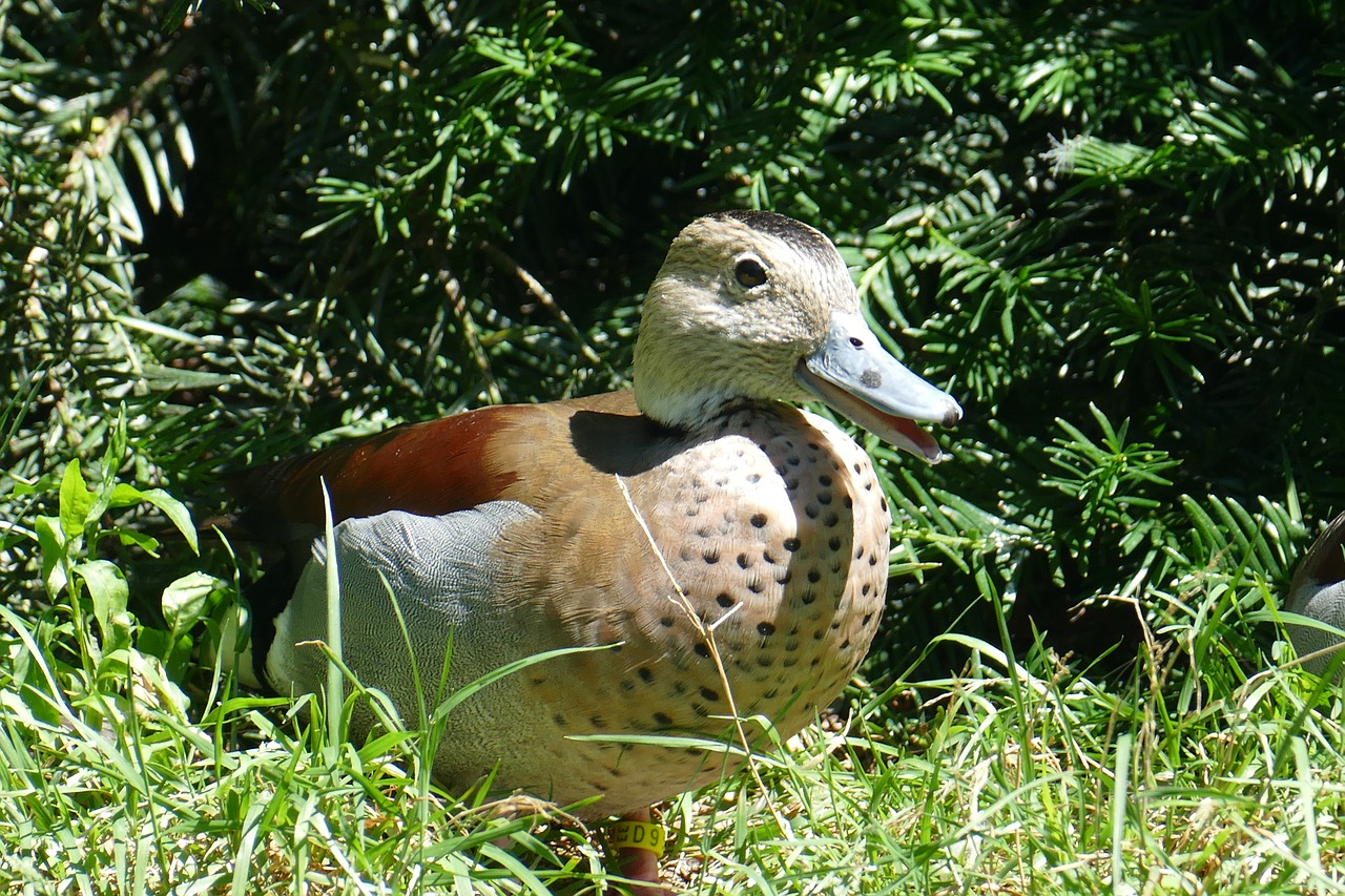 Image - plumage colorful mandarin ducks