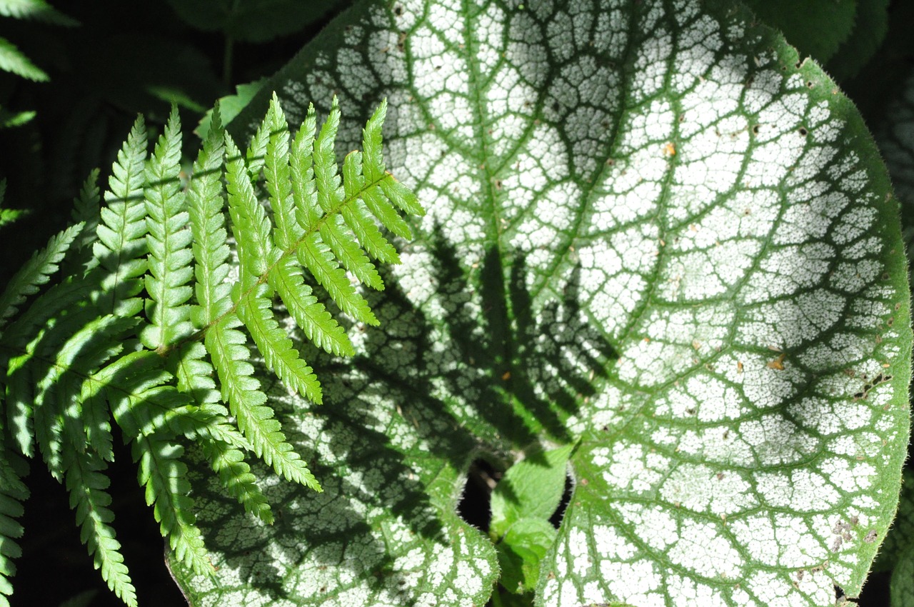 Image - fern caucasus forget me not macro