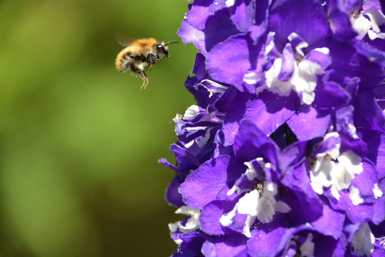 Image - bee bumble bee flying insect