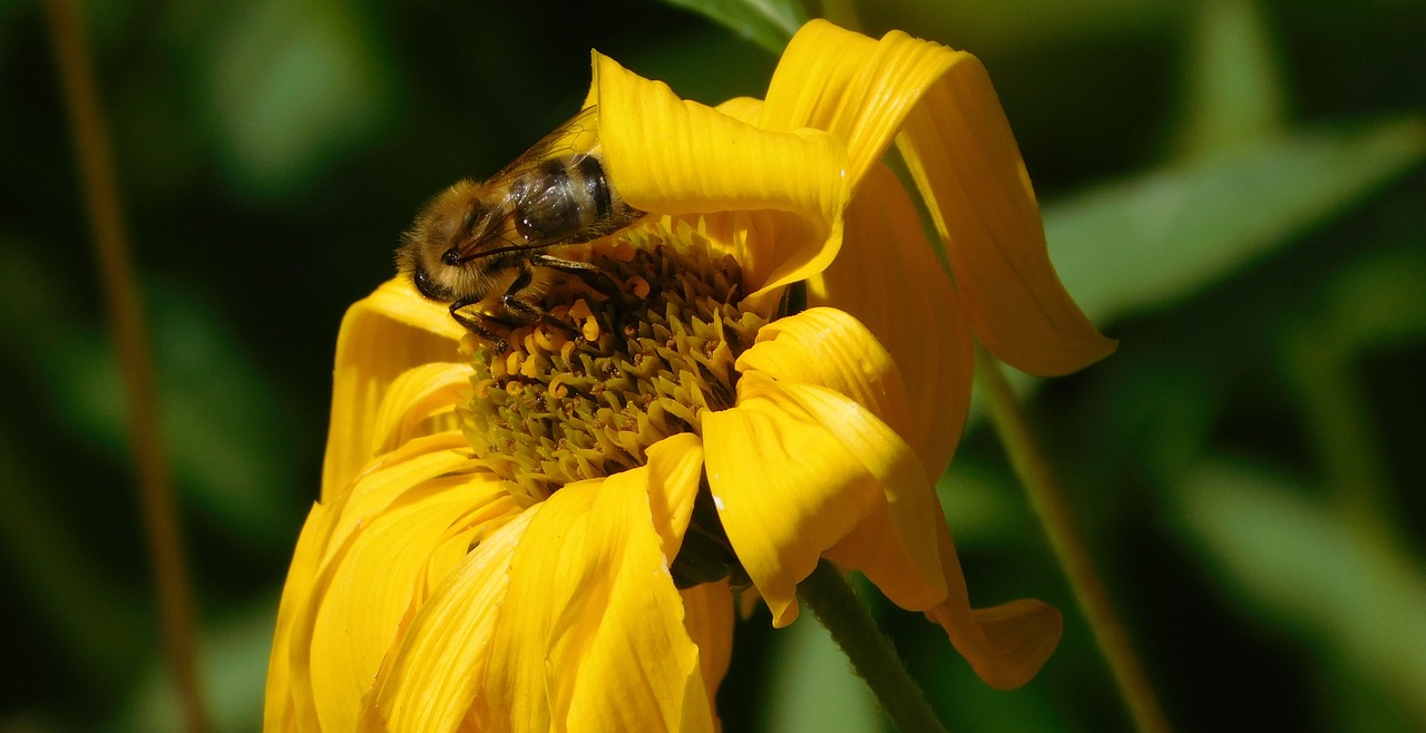 Image - bee bee on flower hard working