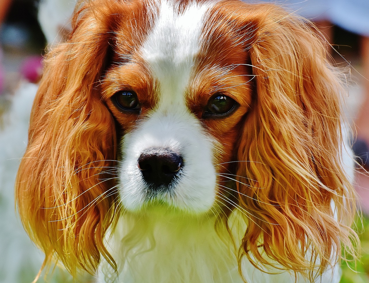 Image - dog cavalier king charles spaniel