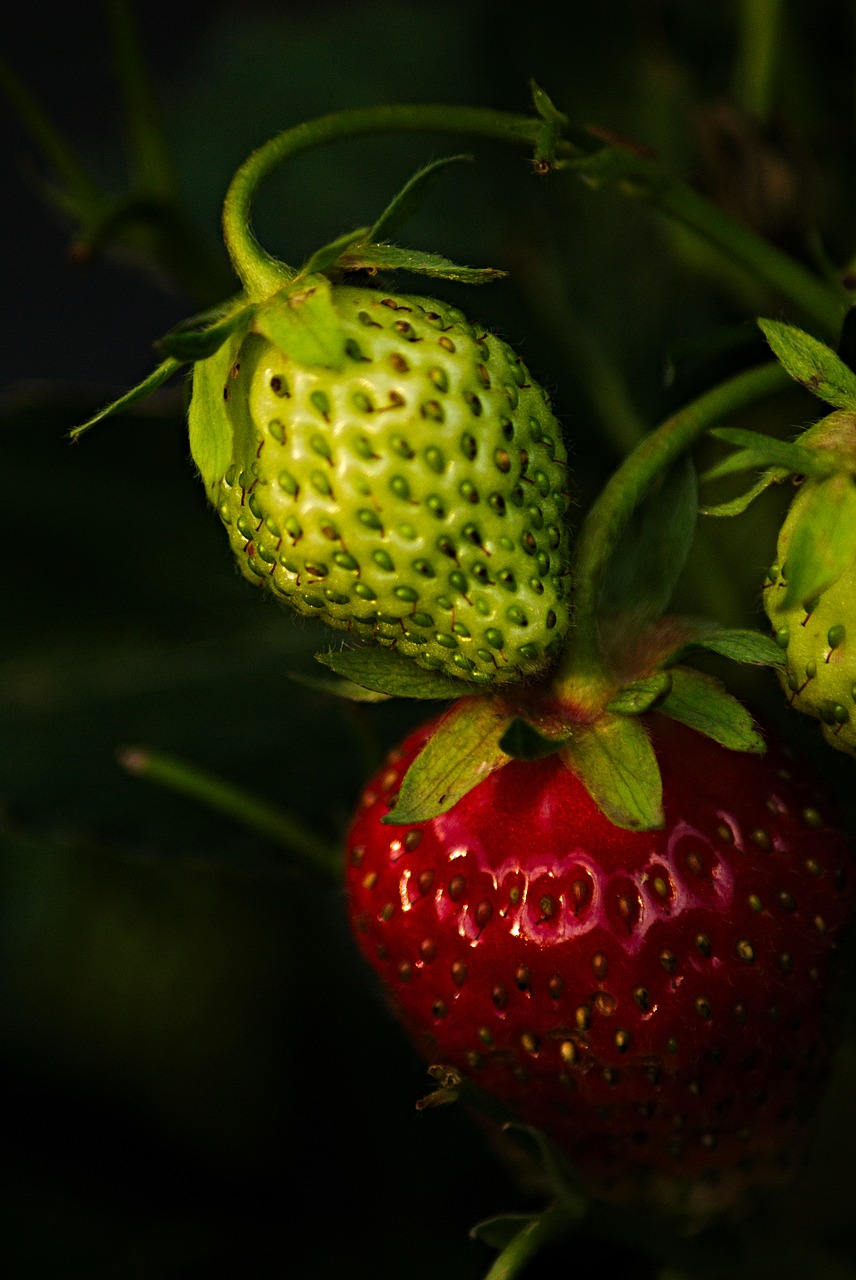 Image - mature immature strawberry