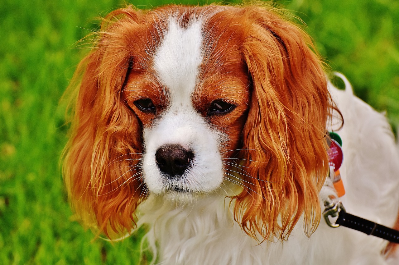 Image - dog cavalier king charles spaniel