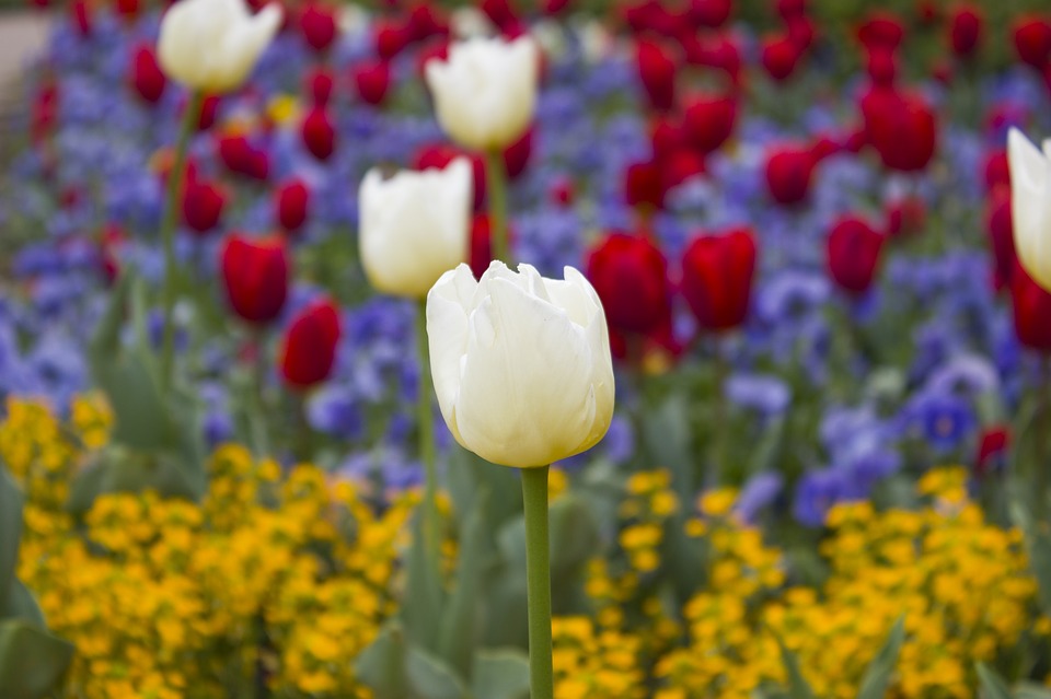 Image - tulips blooms blossoms floral