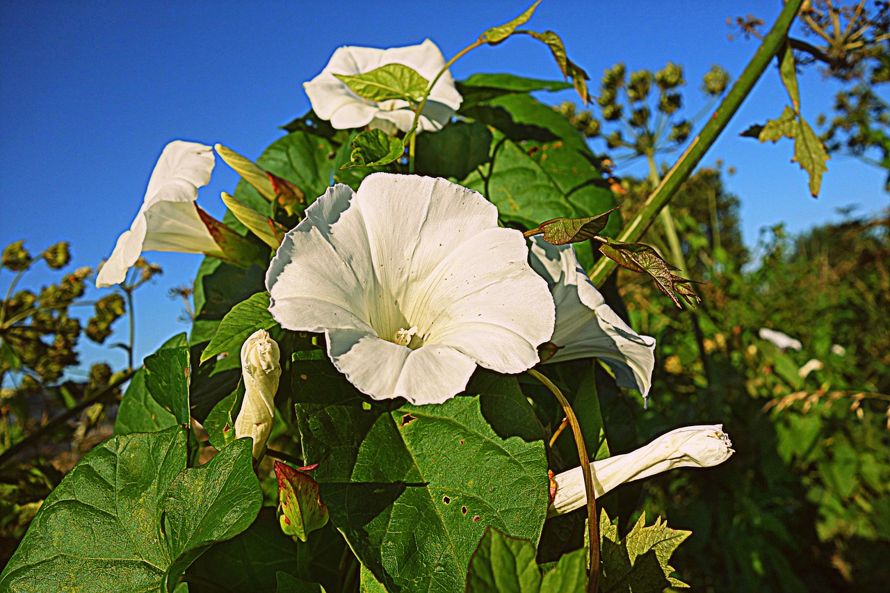 Image - bindweed hedge bindweed