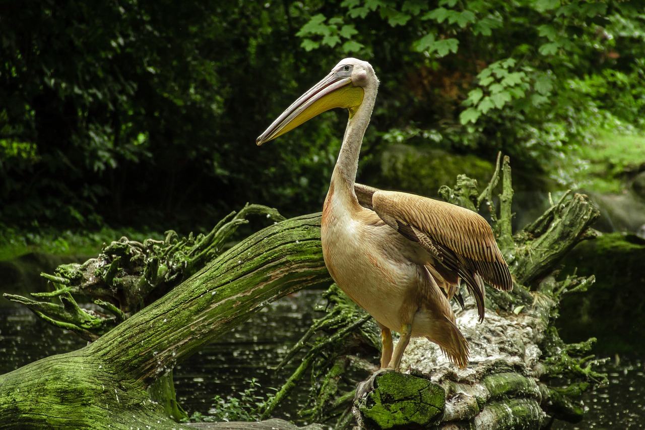 Image - pelikan lake zoo hagenbeck hamburg