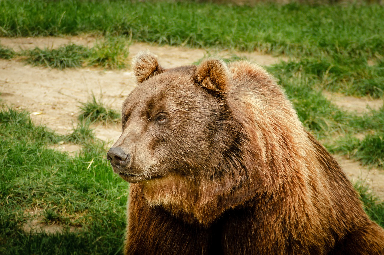 Image - bear brown bear ursus arctos animal