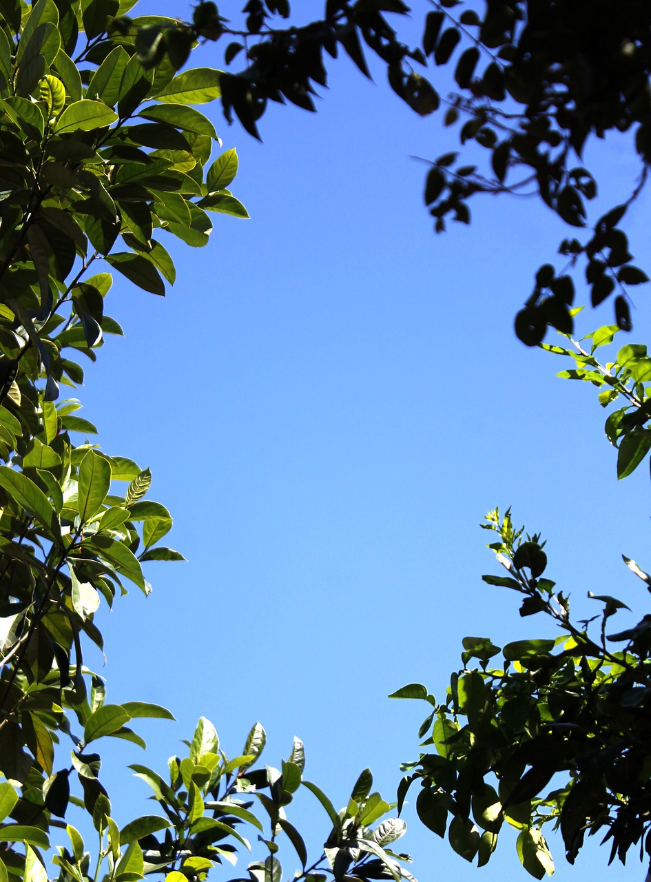 Image - frame nature leaves blue sky