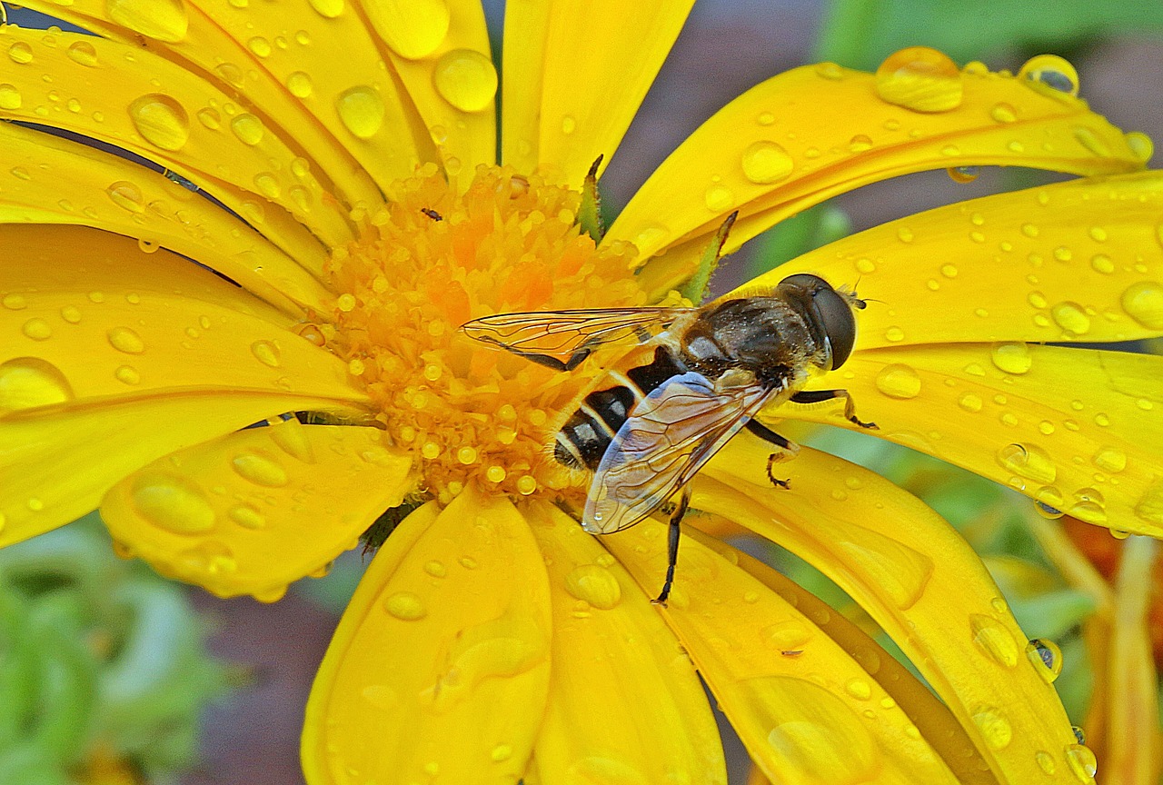 Image - hoverfly dung fly insect blossom