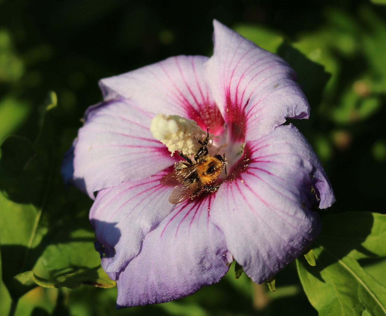 Image - hibiscus bee pistil pollen flower