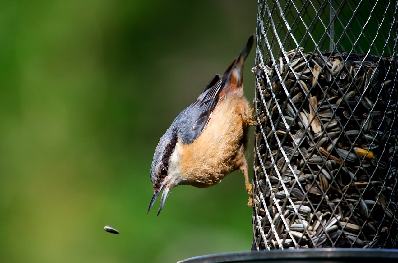 Image - klaiber bird feeding animal garden