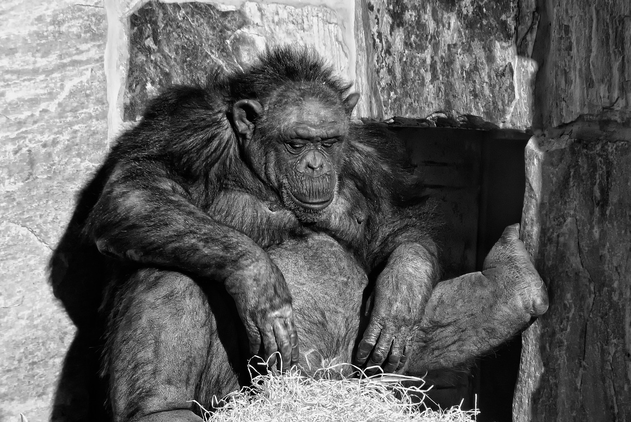 Image - chimpanzee mammal ape relax monkey