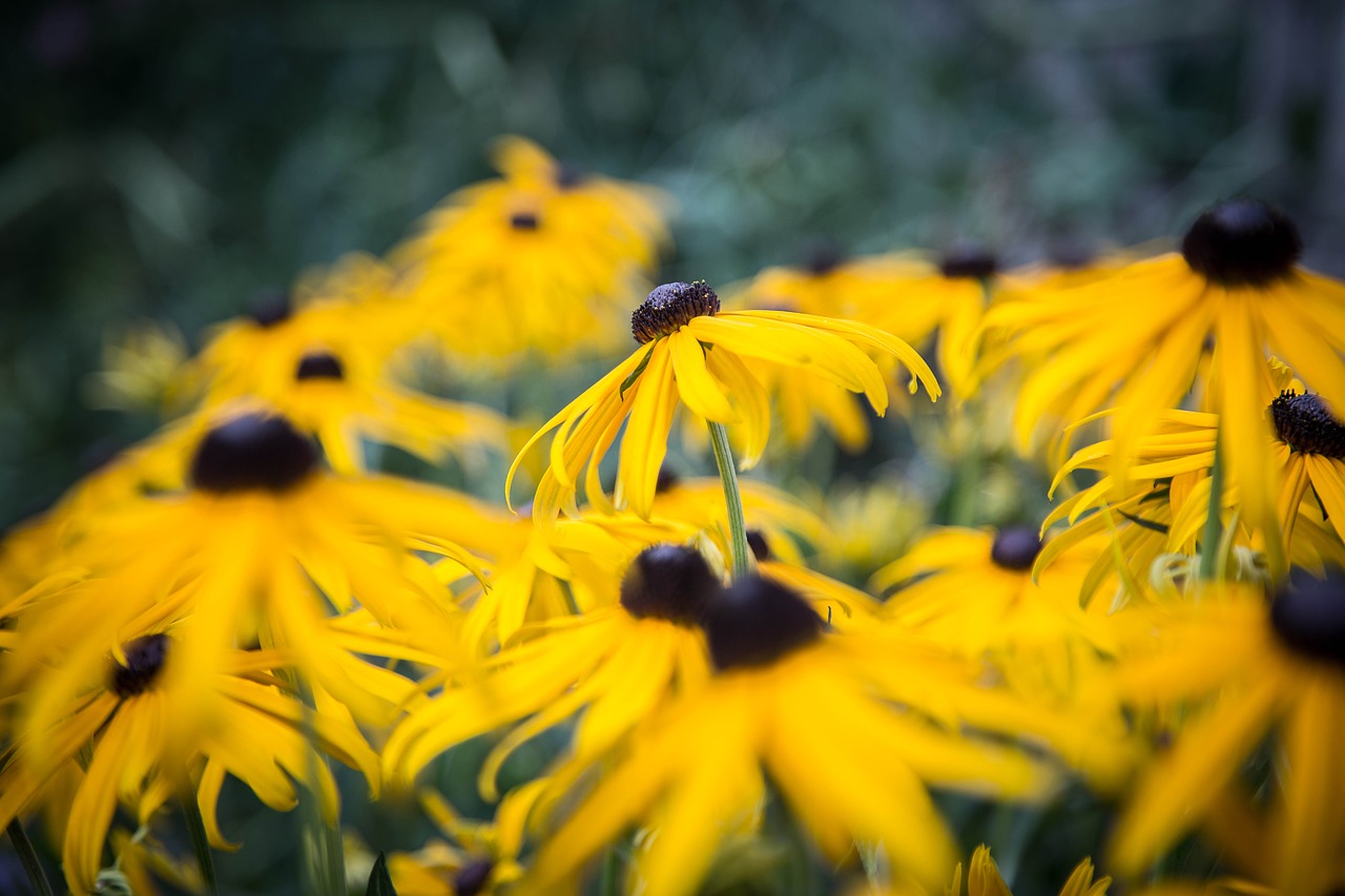 Image - echinacea yellow coneflower blossom