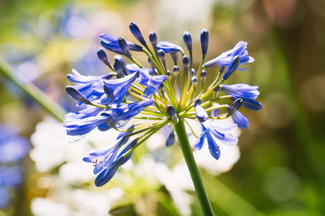 Image - agapanthus amaryllidaceae blue