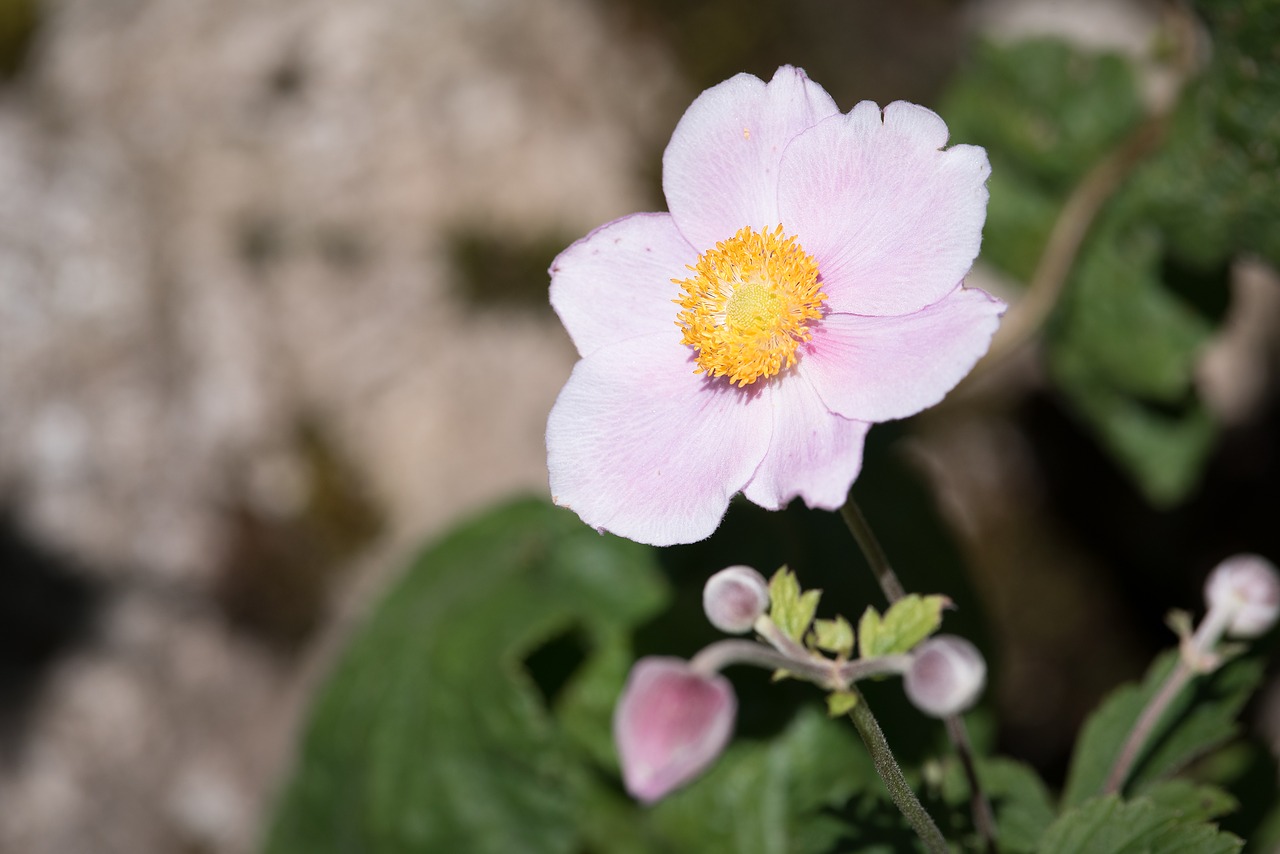 Image - anemone fall anemone blossom bloom