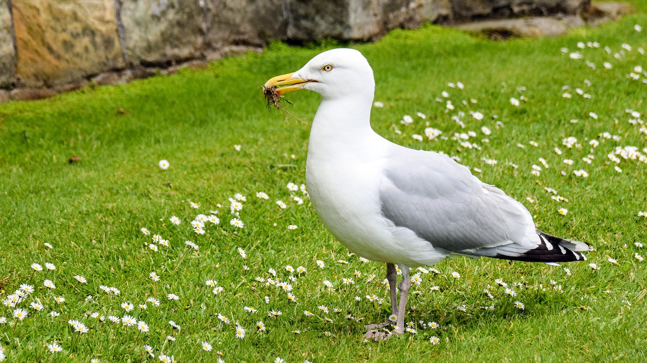 Image - scotland st andrews seagull sit