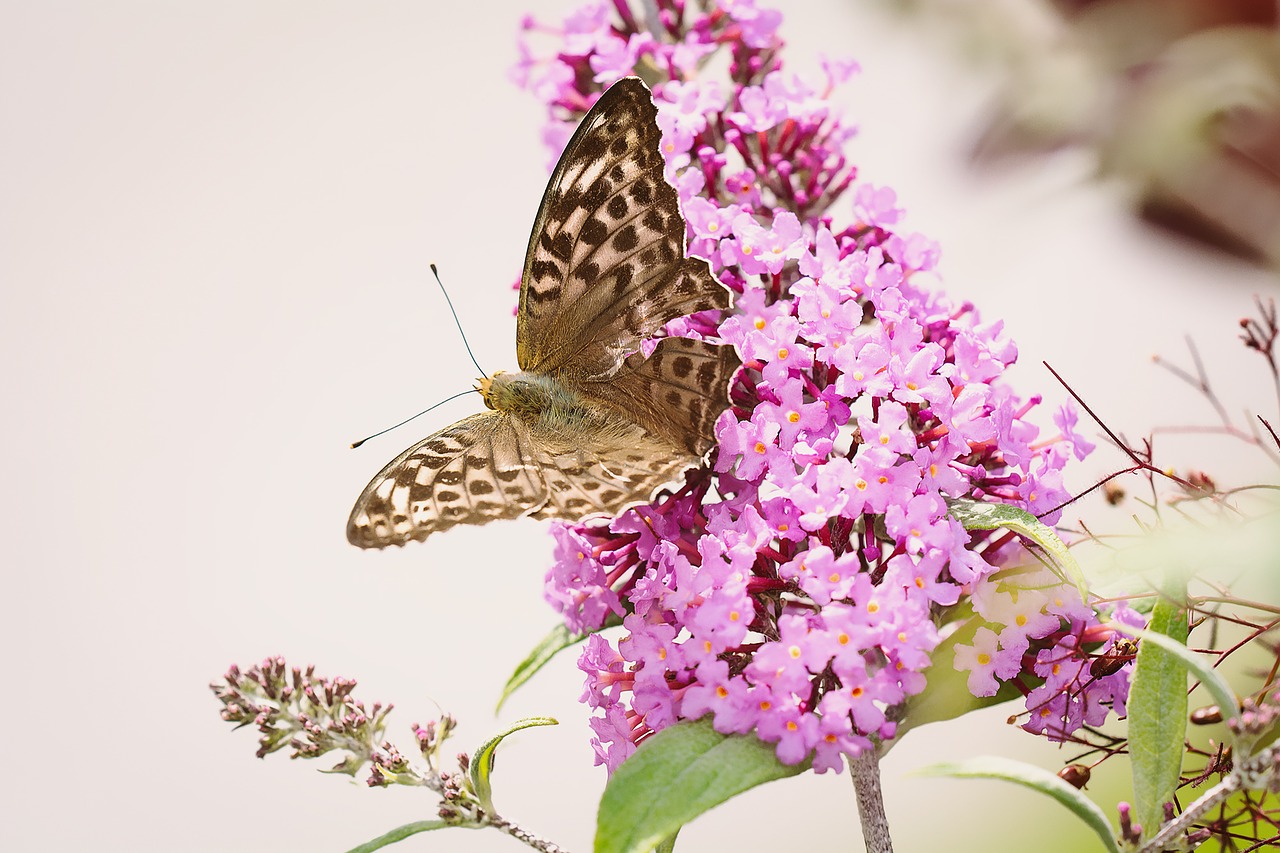 Image - butterfly fritillary edelfalter