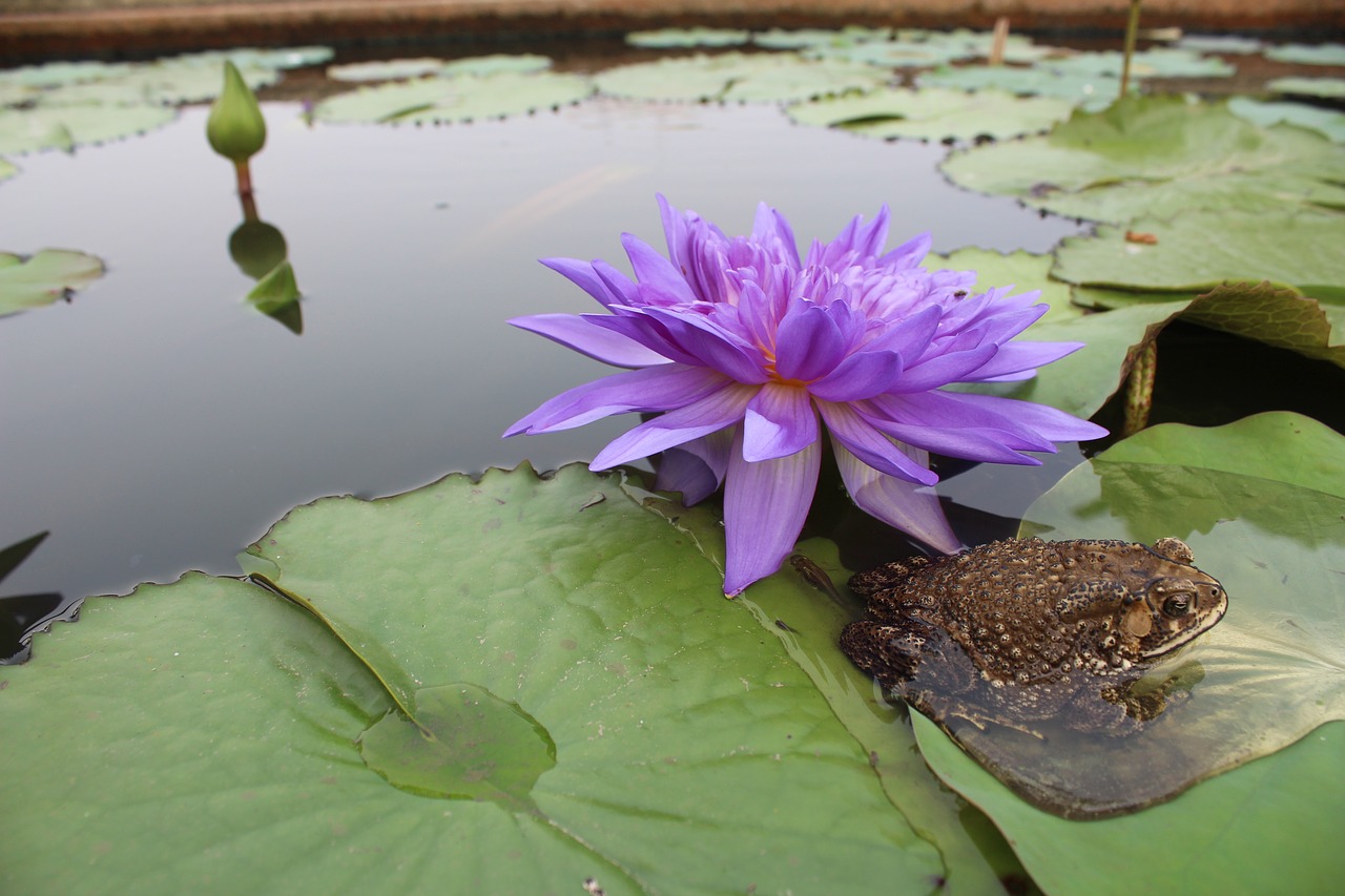 Image - frog toad water lily purple pond