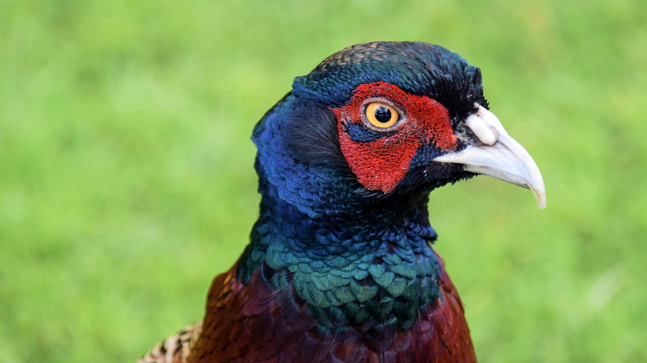 Image - scotland england bird colorful