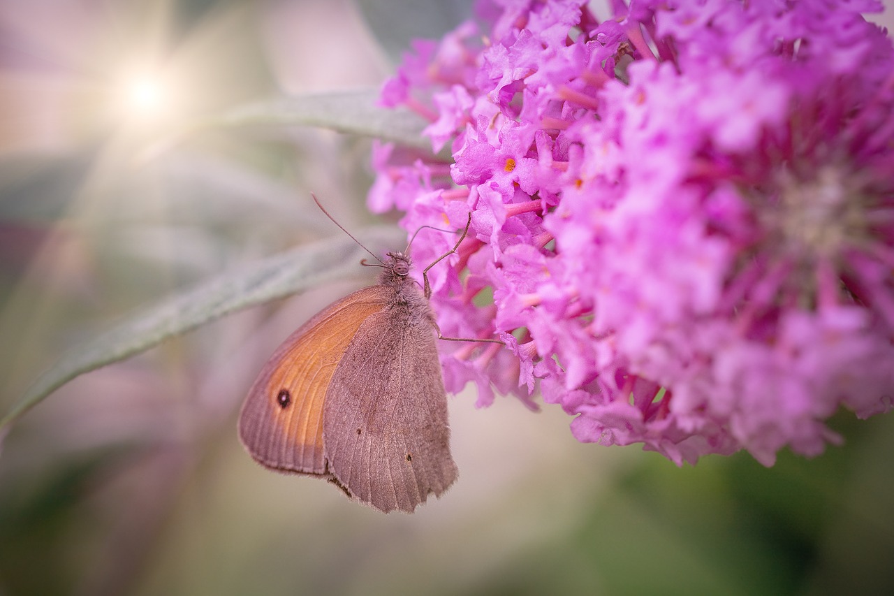 Image - butterfly meadow brown edelfalter