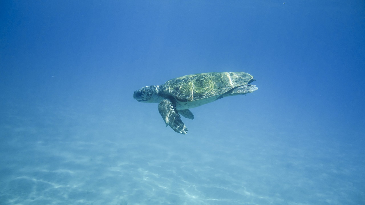 Image - turtle water turtle portrait animal