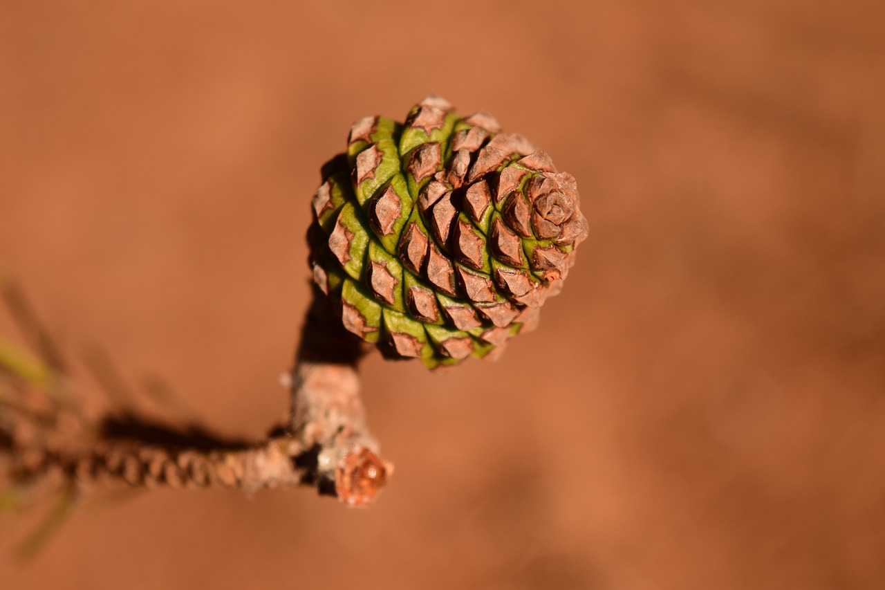 Image - pine cones young small bud