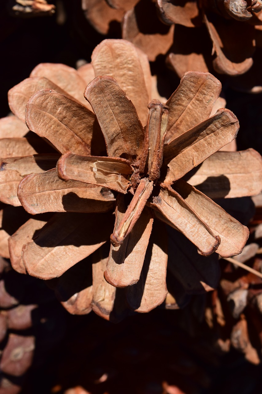 Image - tap pine cones nature pine