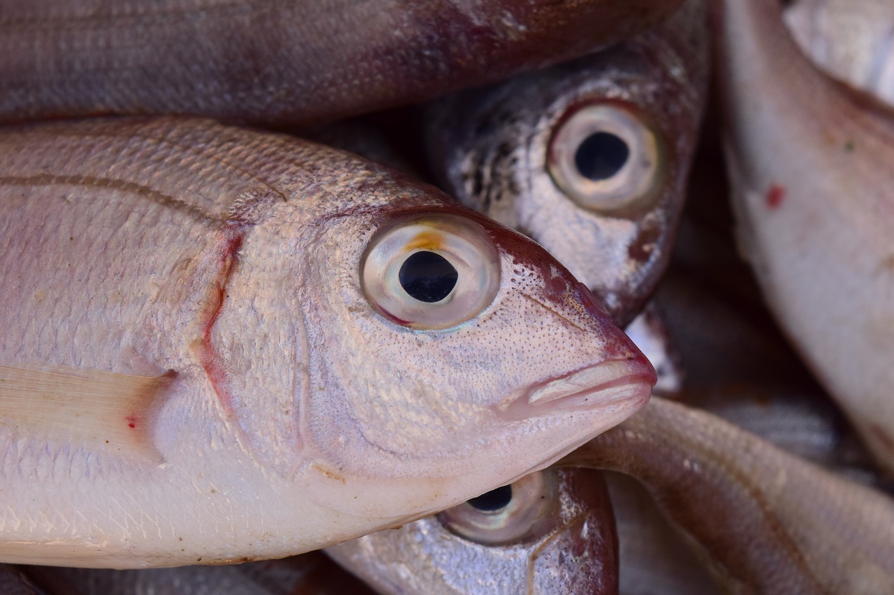 Image - fish frisch fish market market