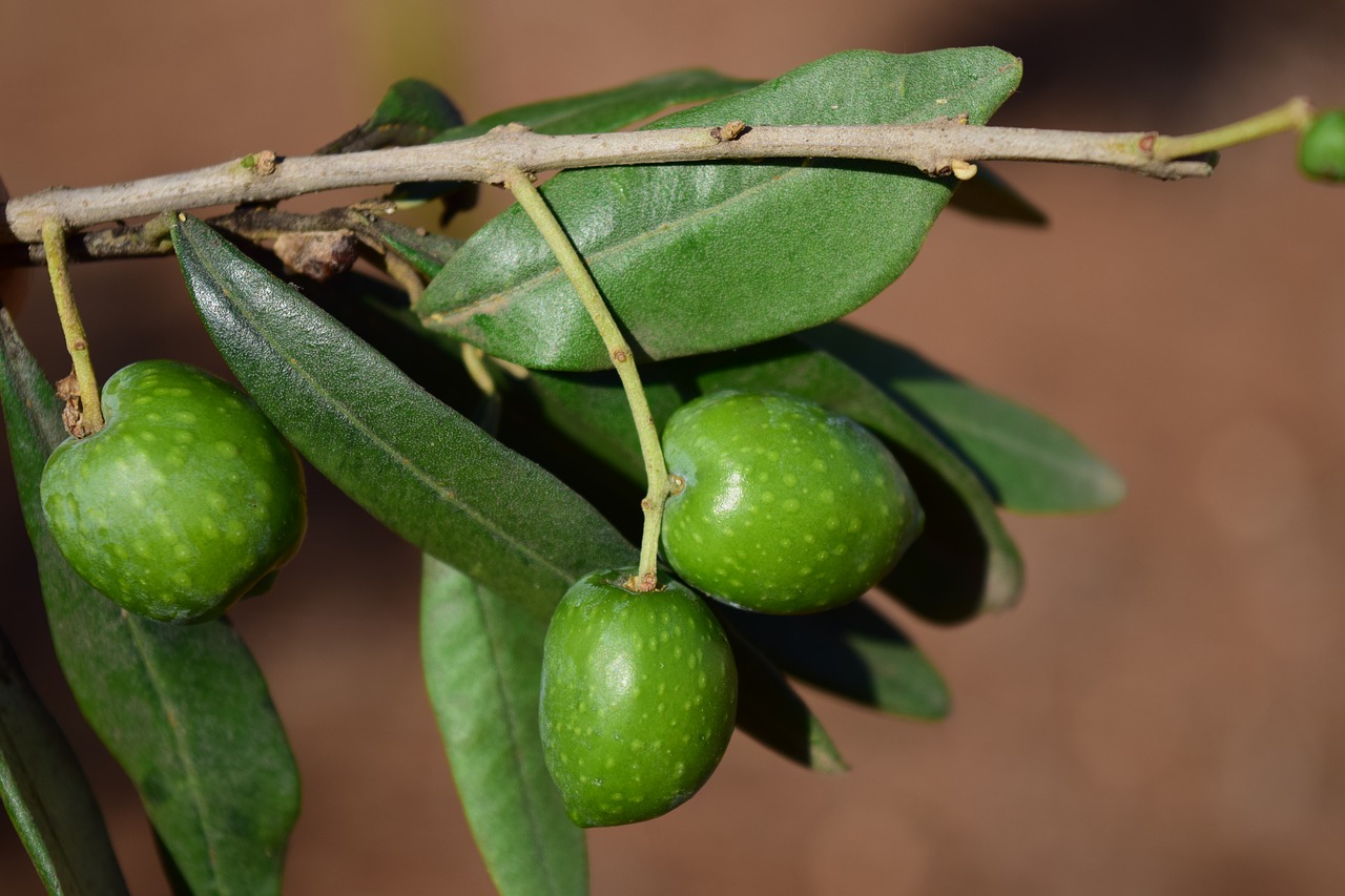 Image - olive branch olives olive tree