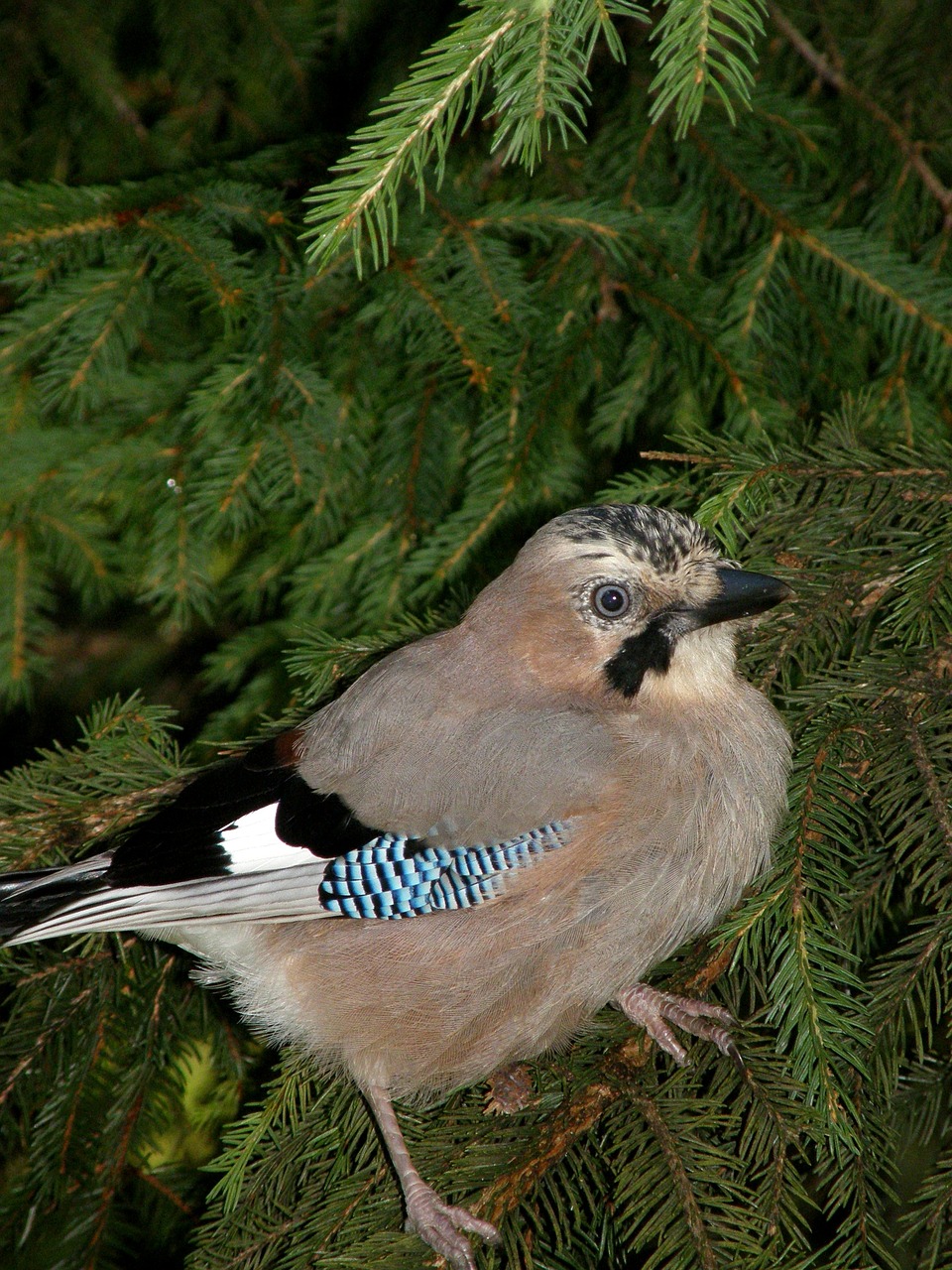 Image - jay bird nature forest