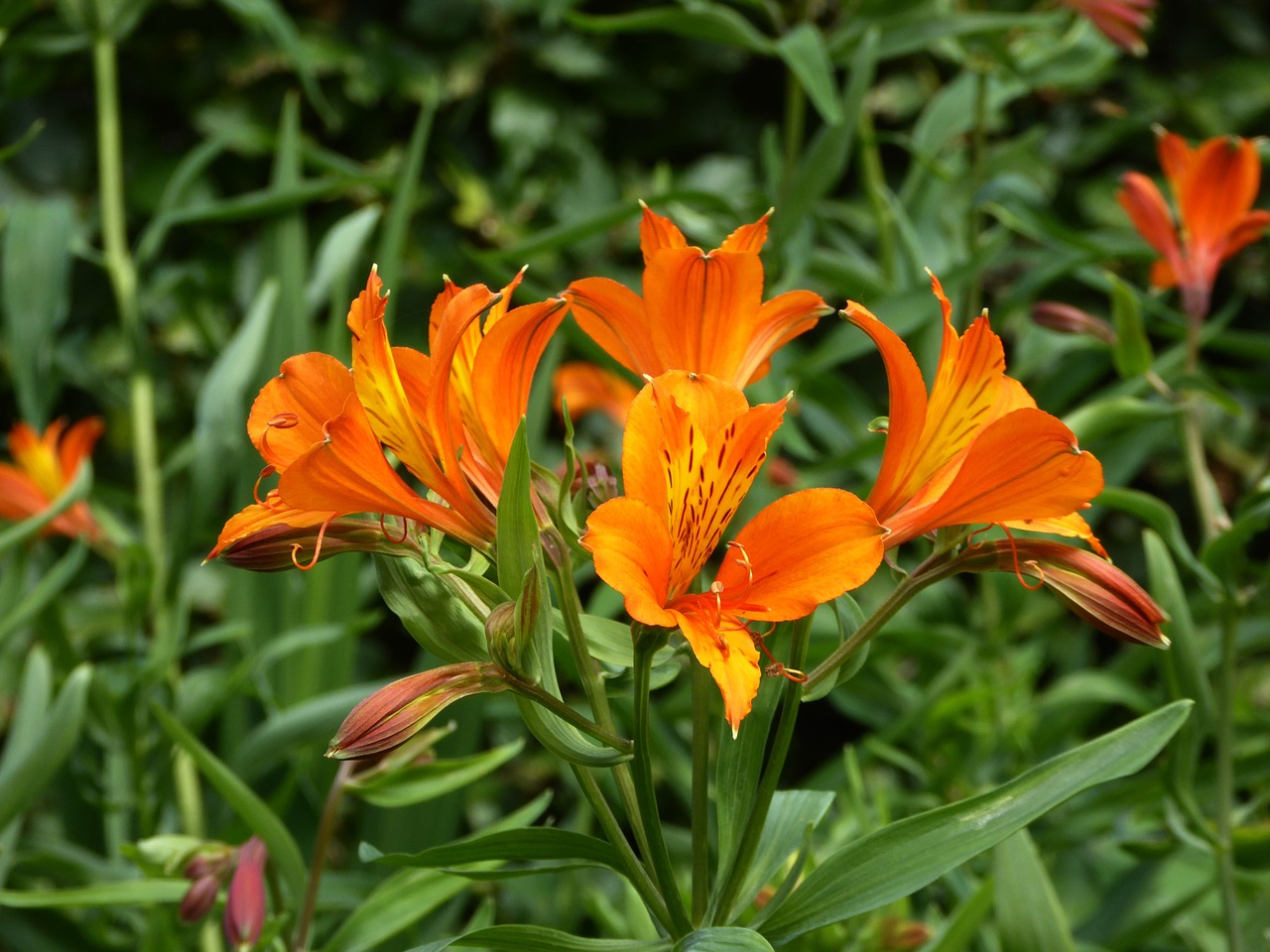 Image - lilies orange close art garden