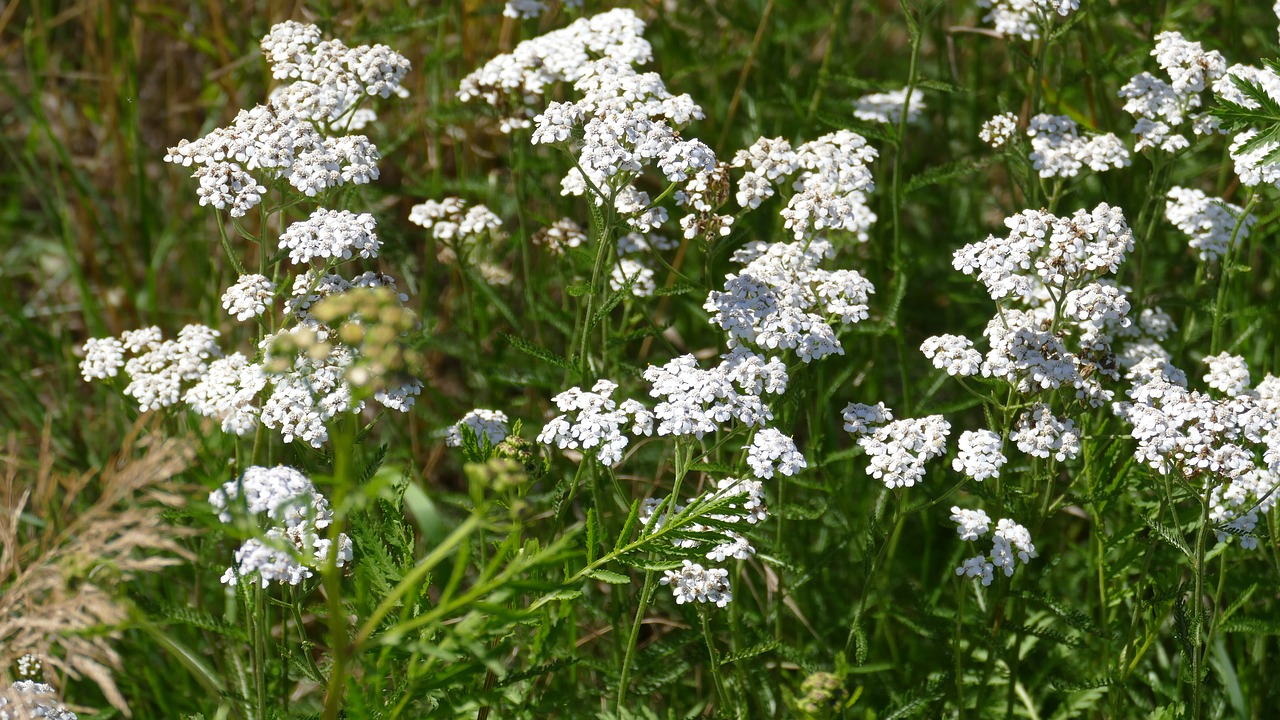 Image - yarrow meadow summer nature white