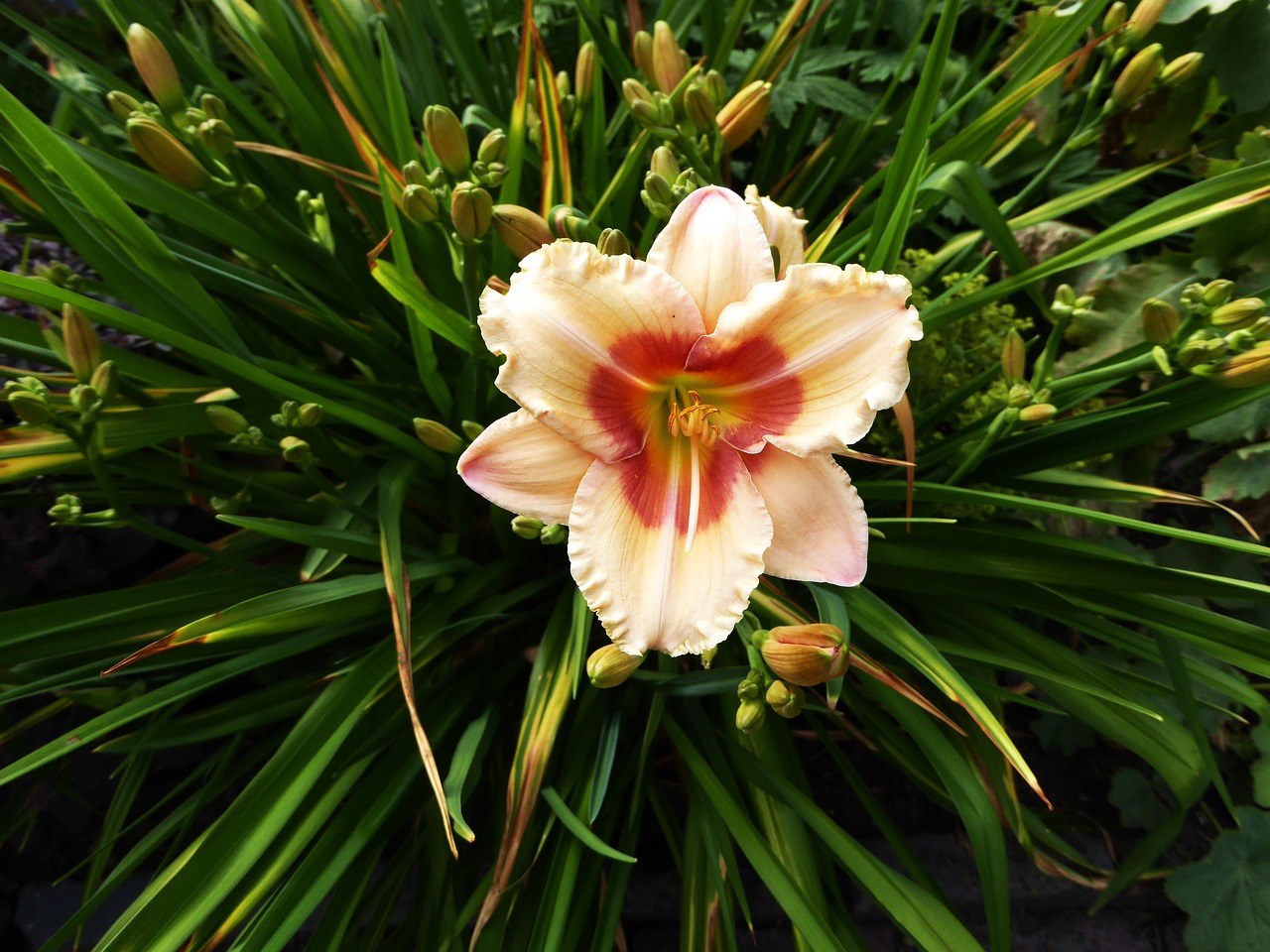 Image - lily yellow pink bloom