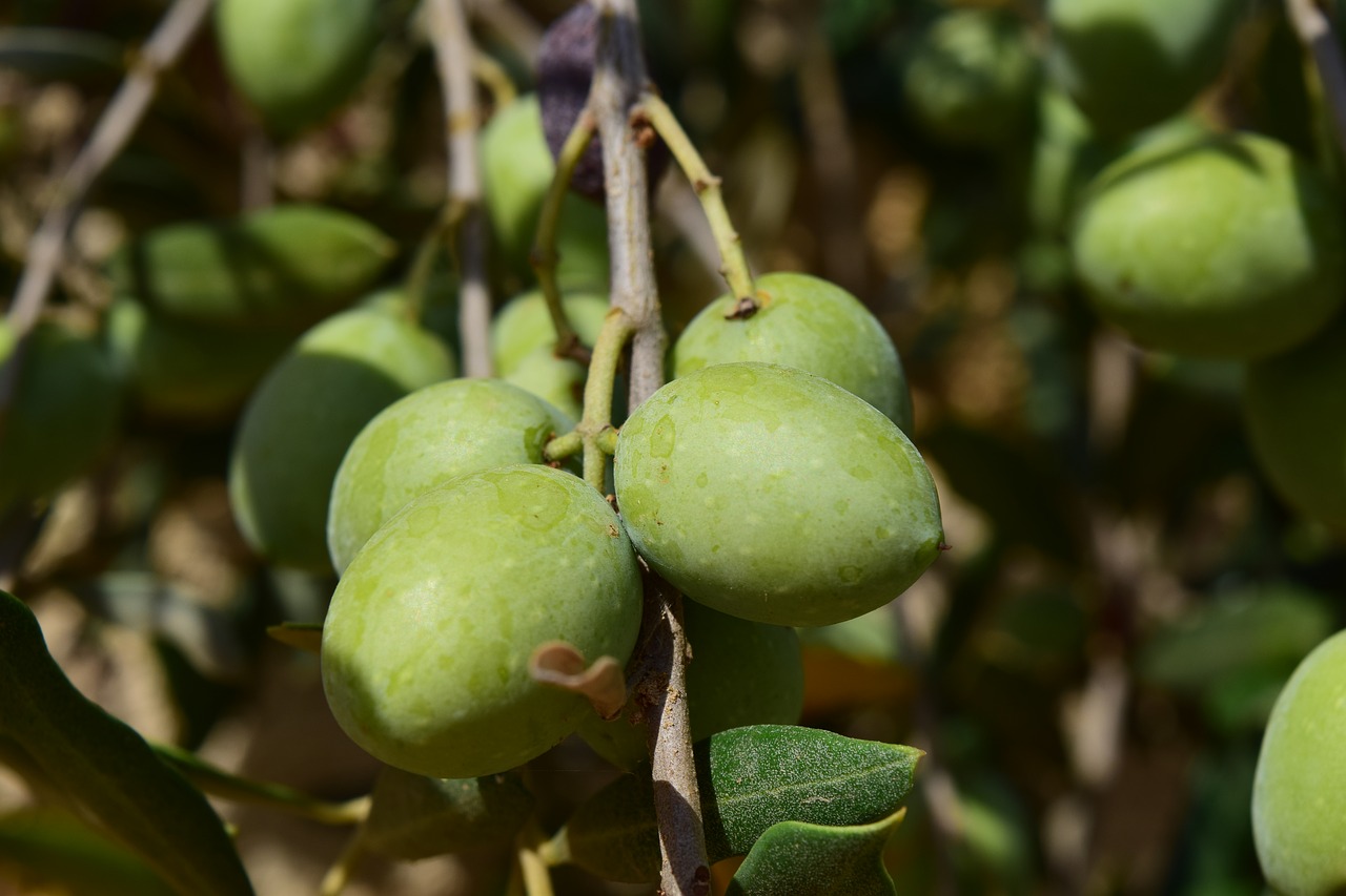 Image - olives olive branch olive tree