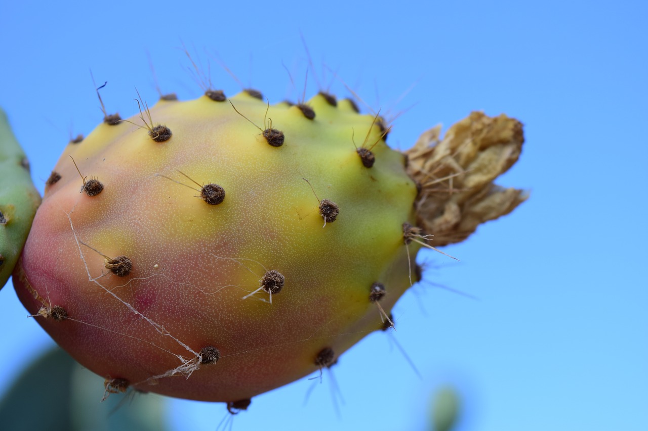 Image - prickly pear fruit cactus