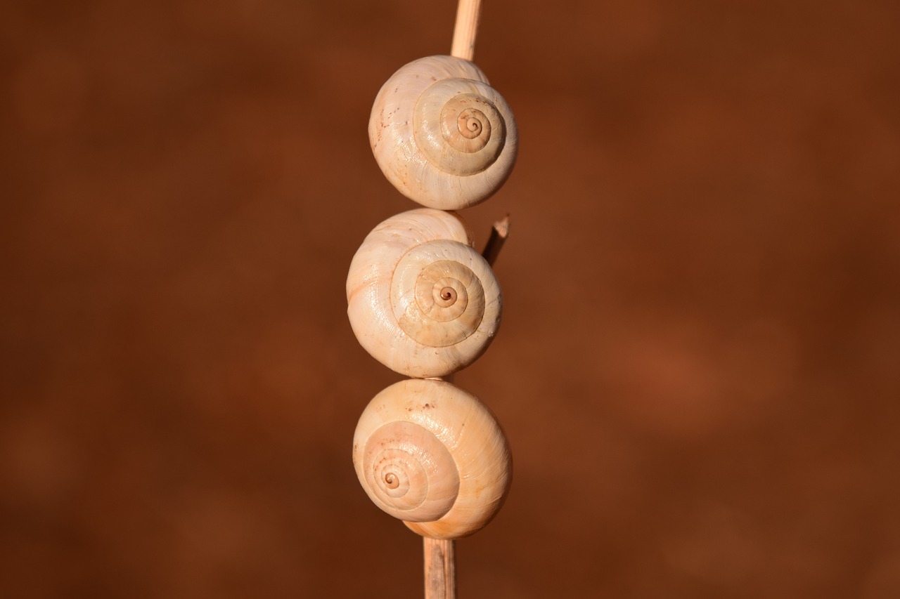 Image - snail shells brown nature animal