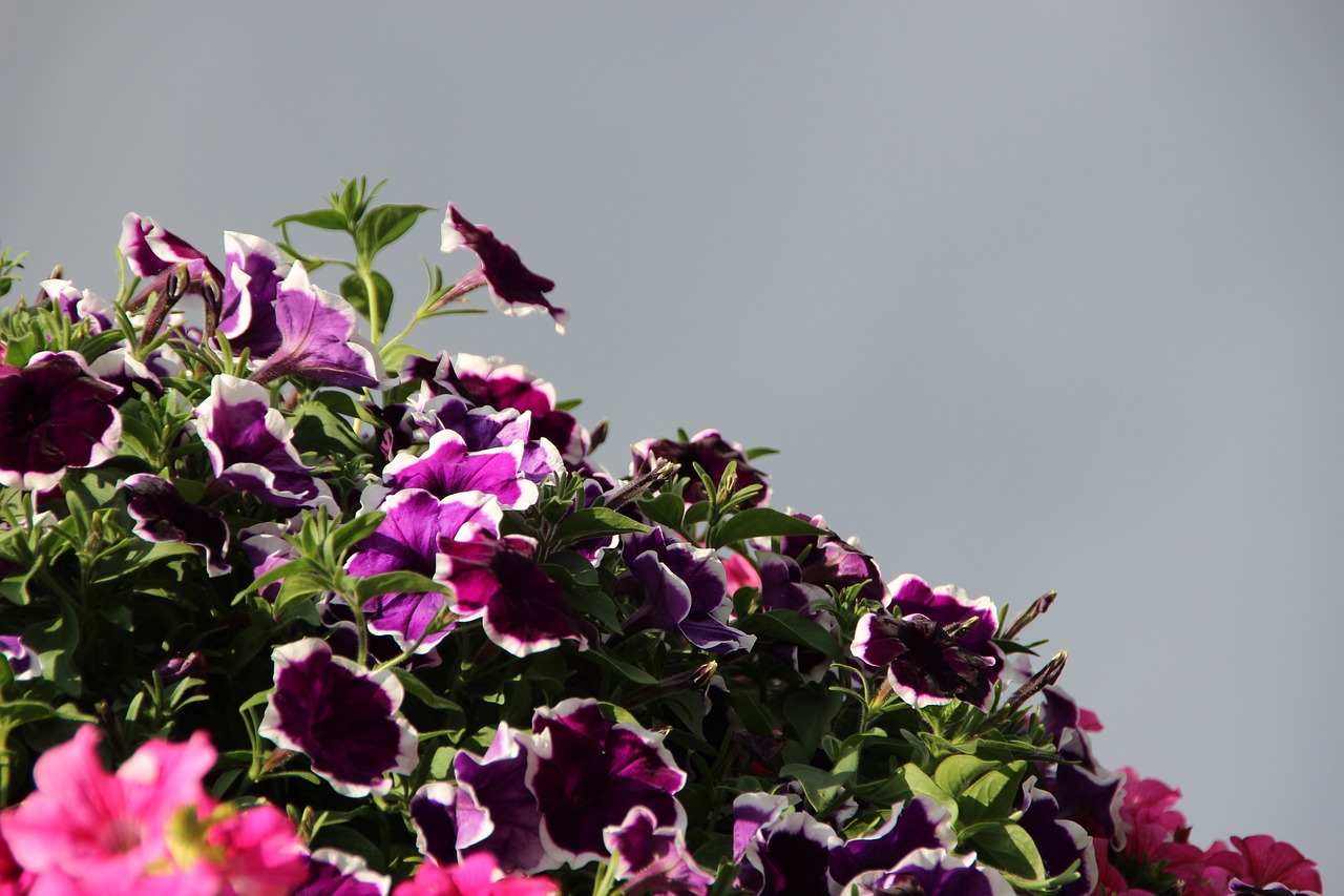 Image - flowers purple pink sky plant