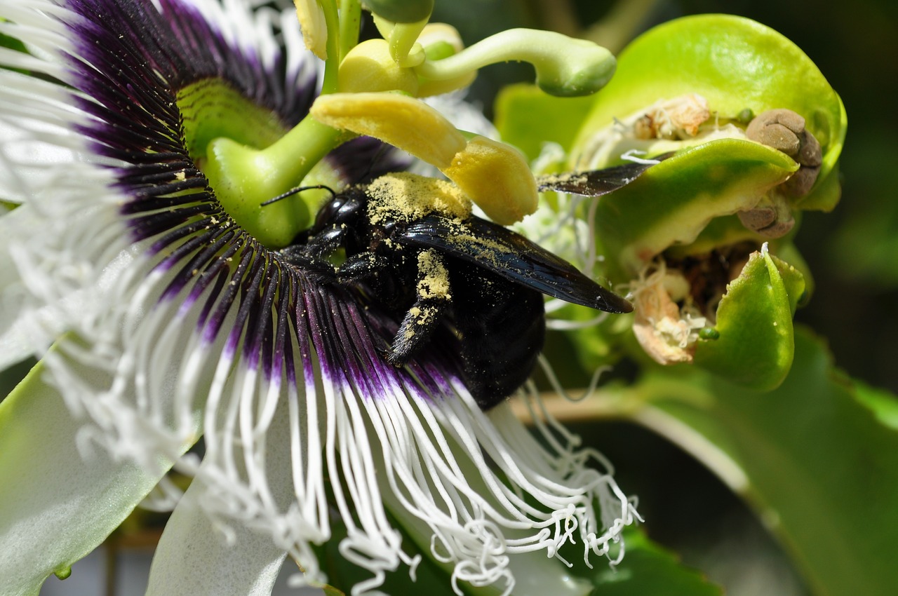 Image - flower beetle yellow pasion flower