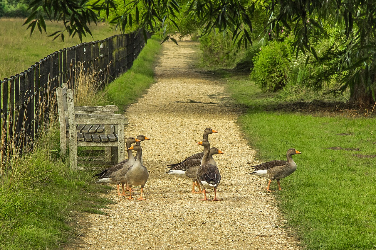 Image - geese nature park